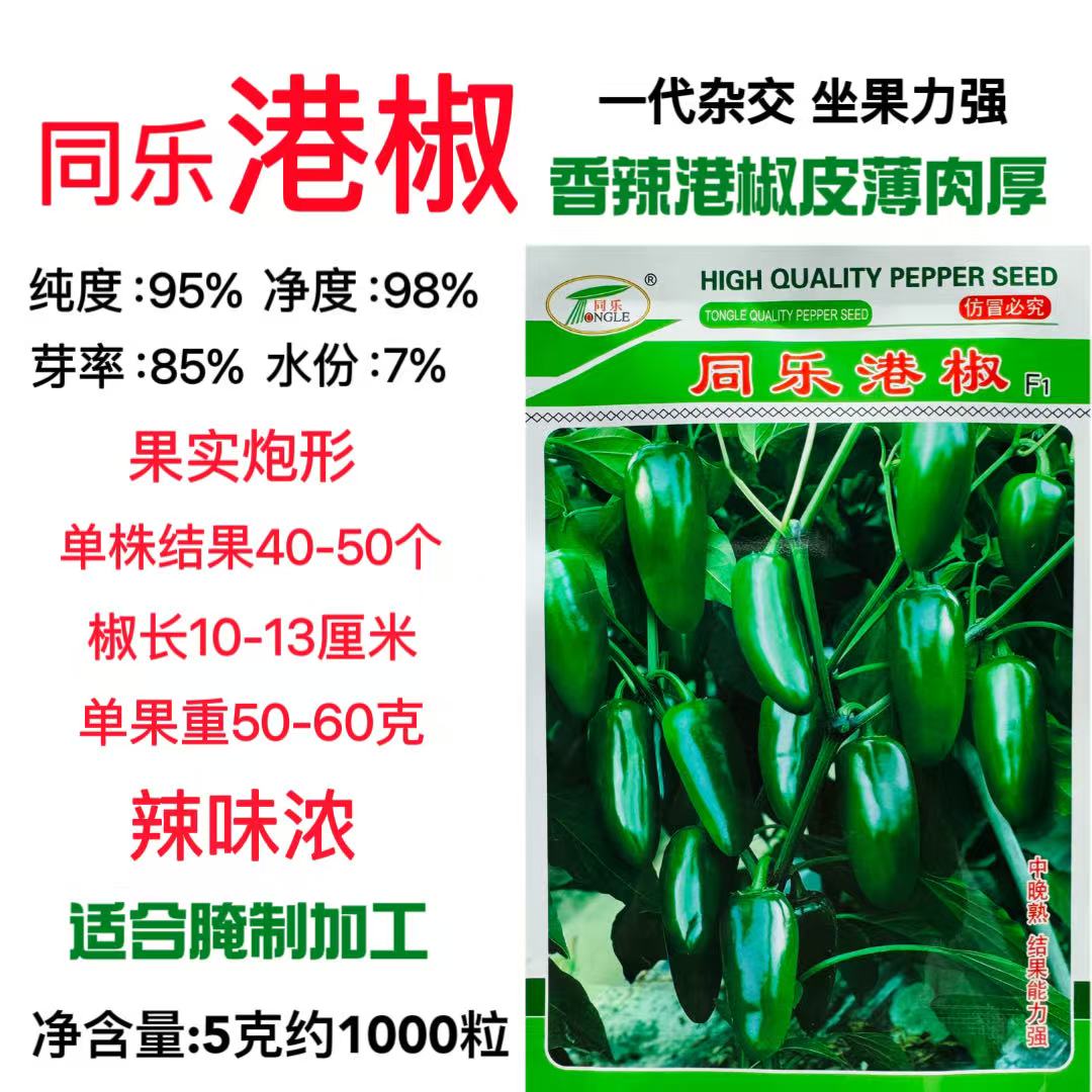 同乐港椒种子籽炮弹形辣椒泡椒肉厚腌渍咸菜子弹头泡椒种子辣味浓