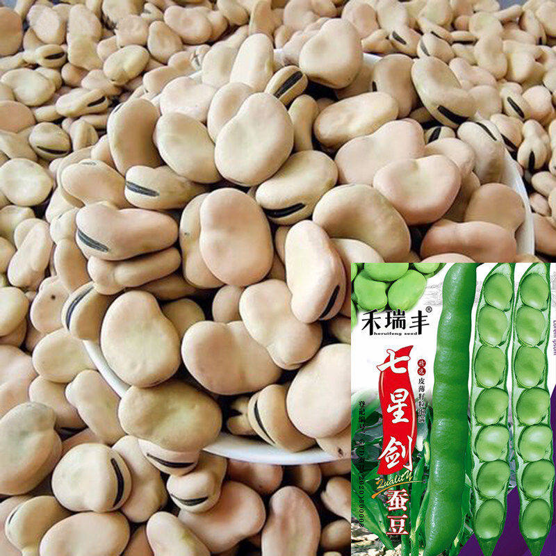 七星剑蚕豆种籽高产白皮蚕豆种子大阪豆胡豆种子豌豆种孑秋冬耐寒