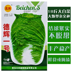 德辉一号大白菜种子高产抗病耐储运口感甜脆抗根肿病大白菜种籽孑