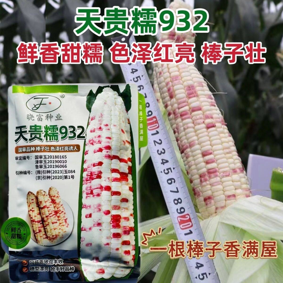 天贵糯932超甜彩糯玉米种子高产国审大棒彩甜糯玉米种籽鲜香甜糯