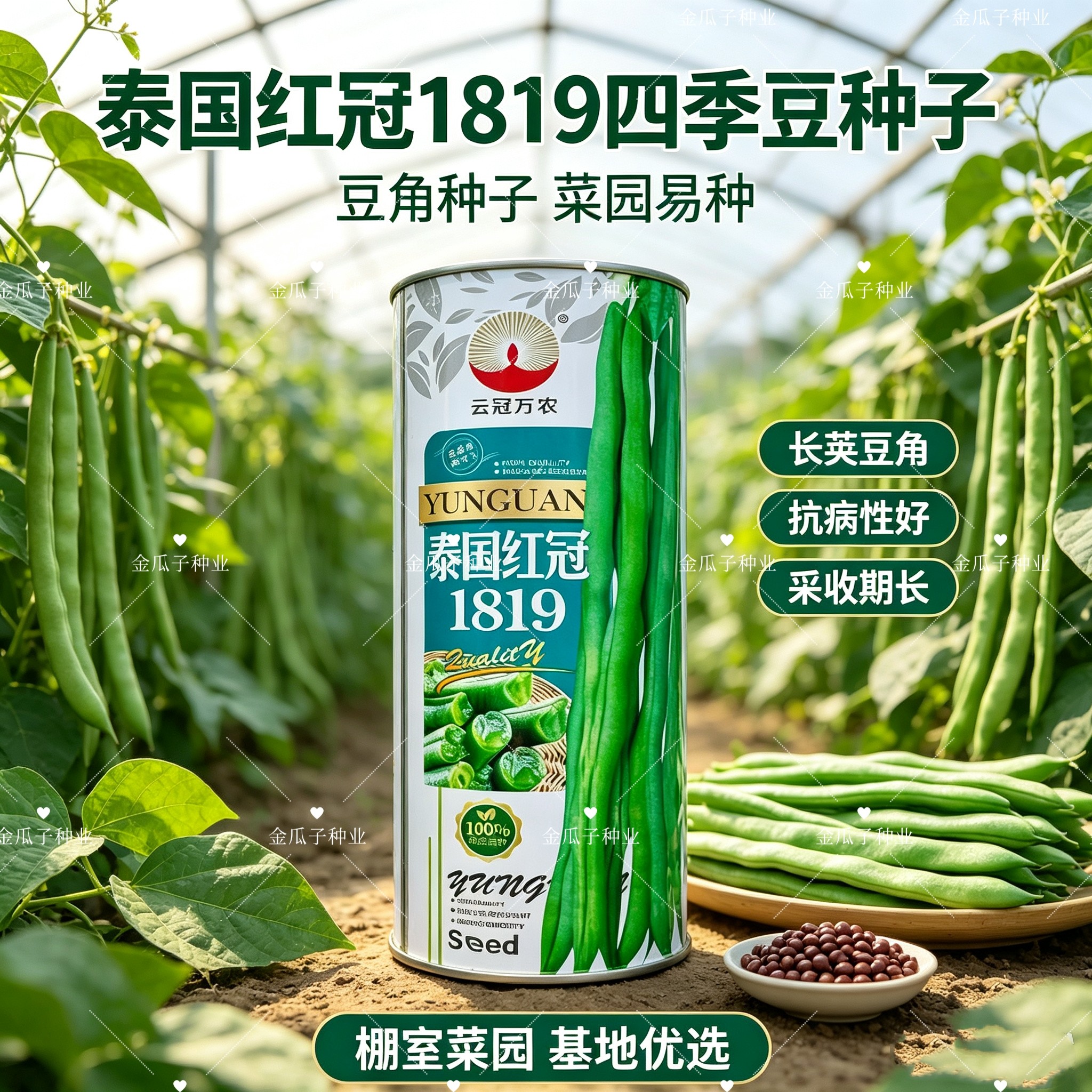 泰国红冠1819架豆种子中熟蔓生浅绿荚鲜嫩无纤维抗病春秋大棚露地