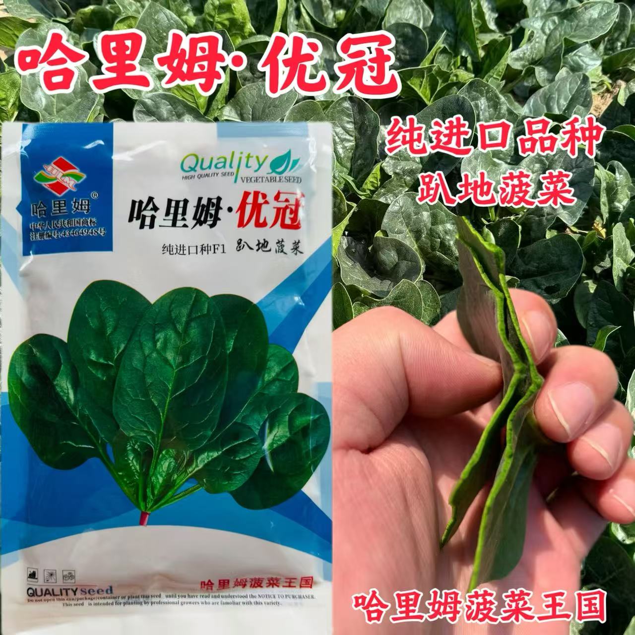哈里姆优冠中晚熟菠菜种子品种丹麦进口趴地菠菜有光泽抗霜霉病红