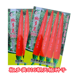 椒多美大果朝天椒种子海南品种早熟抗病高产采收期长大田种植品种