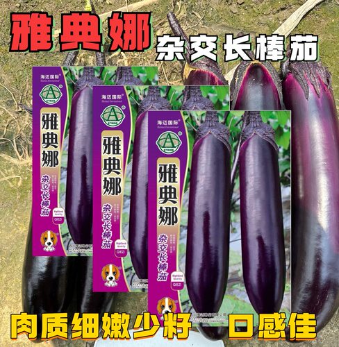 雅典娜茄子种子中早熟长棒型紫黑亮丽肉质嫩顺直茄籽大田蔬菜种孑