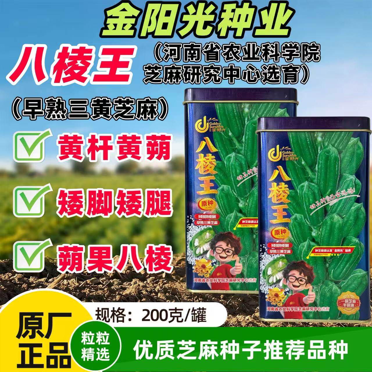 白芝麻种籽八棱王芝麻种子单杆型八棱芝麻高出油抗倒高产白芝麻孑