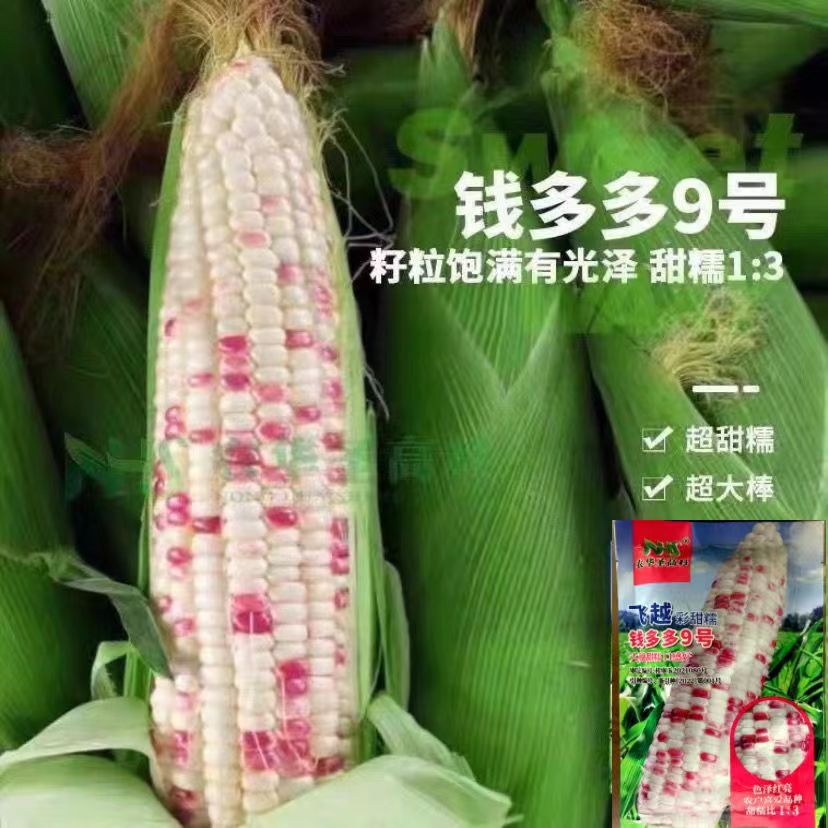 钱多多9号玉米高产抗倒大棒甜糯