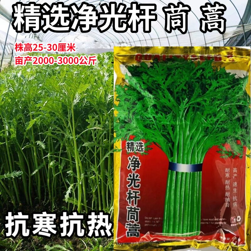 精选净光杆茼蒿种子速生耐抽苔茼蒿菜籽皇帝菜四季耐热耐寒蔬菜籽