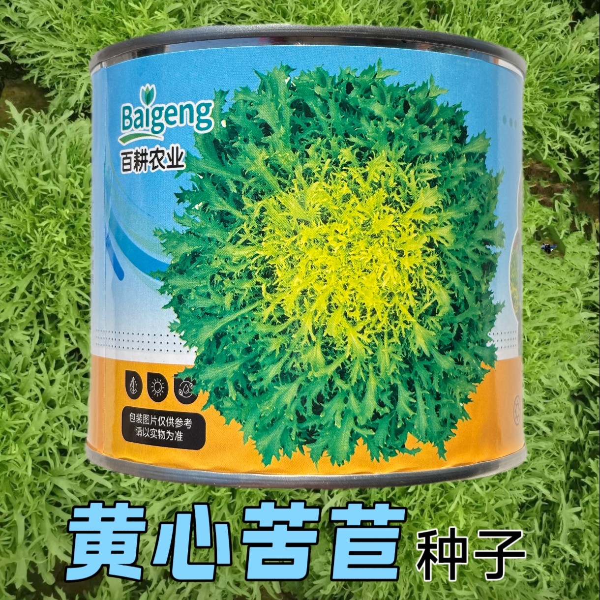 黄心细叶苦苣苦菊种子农家春秋四季播阳台种菜盆栽蔬菜种子