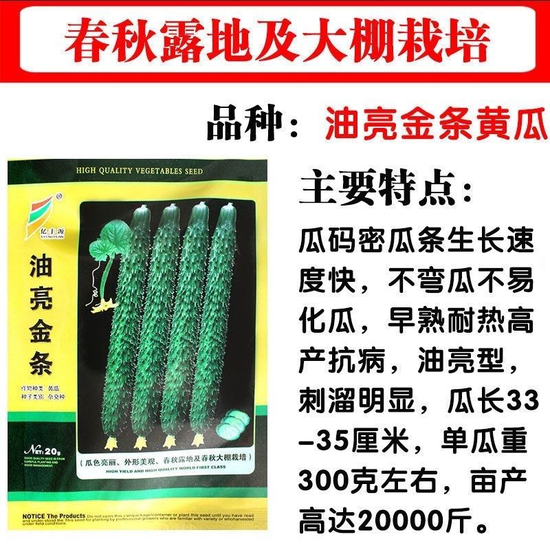 油亮金条黄瓜种子杂交青皮青肉黄瓜籽春秋露地及大棚播黄瓜种籽子