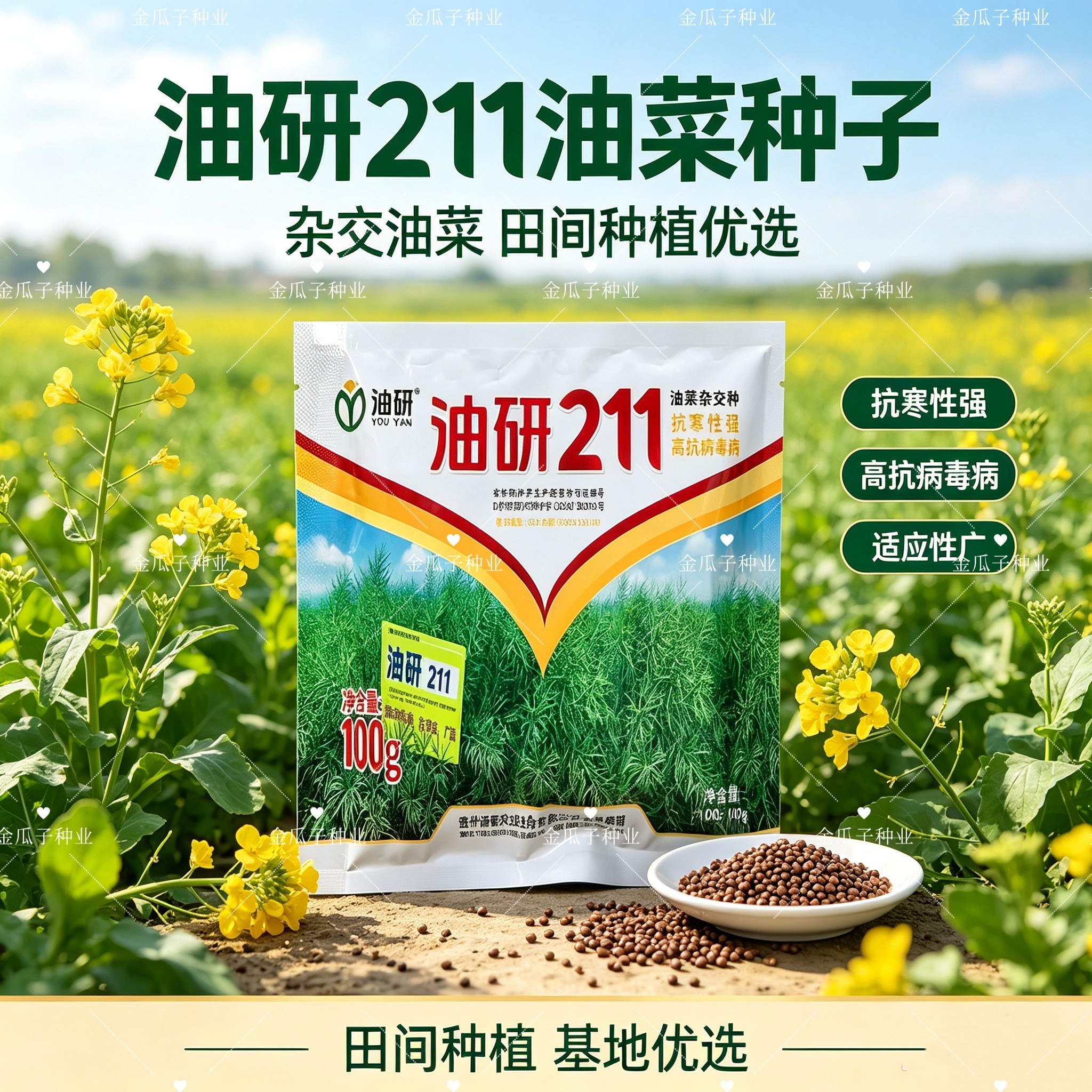 油研211杂交油菜种子甘蓝型抗寒抗病毒病包衣农田秋播油菜花种籽