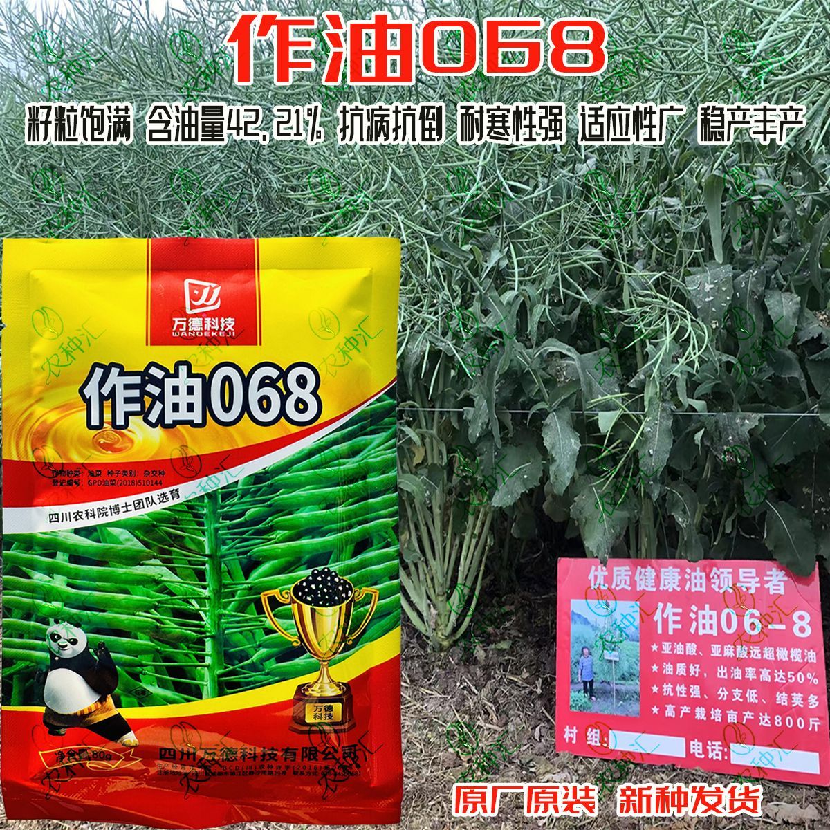 万德科技作油068油菜种子甘蓝型杂交油菜抗病抗寒高产油菜种籽子
