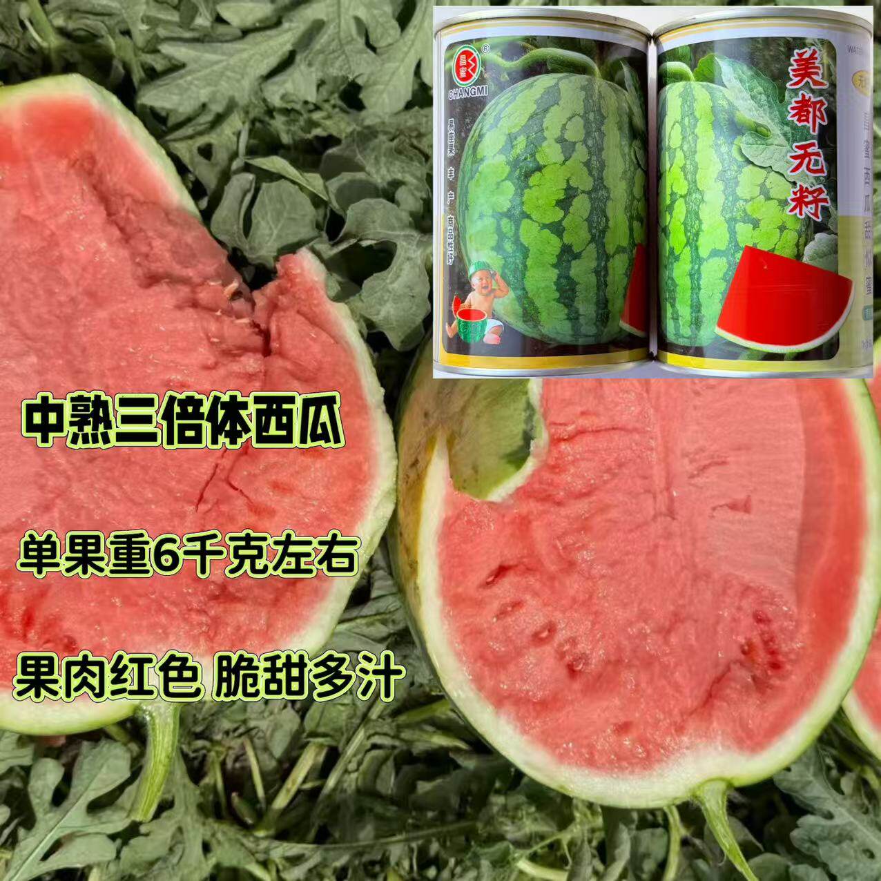 新疆昌蜜美都无籽西瓜种子中熟抗病三倍体西瓜种子高糖薄皮口感佳