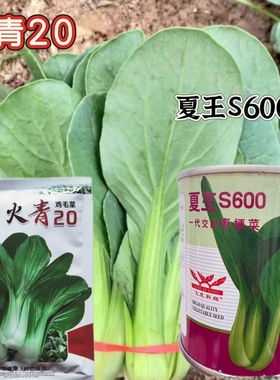 火青20鸡毛菜种子青梗菜种籽叶柄淡绿色春秋四季蔬菜种子夏王S600
