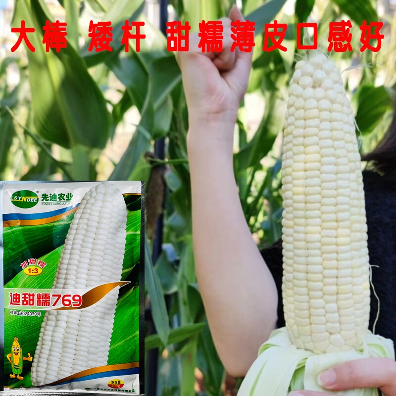 广西先迪农业迪甜糯769香甜糯玉米种子白色鲜食加甜糯玉米种籽孑
