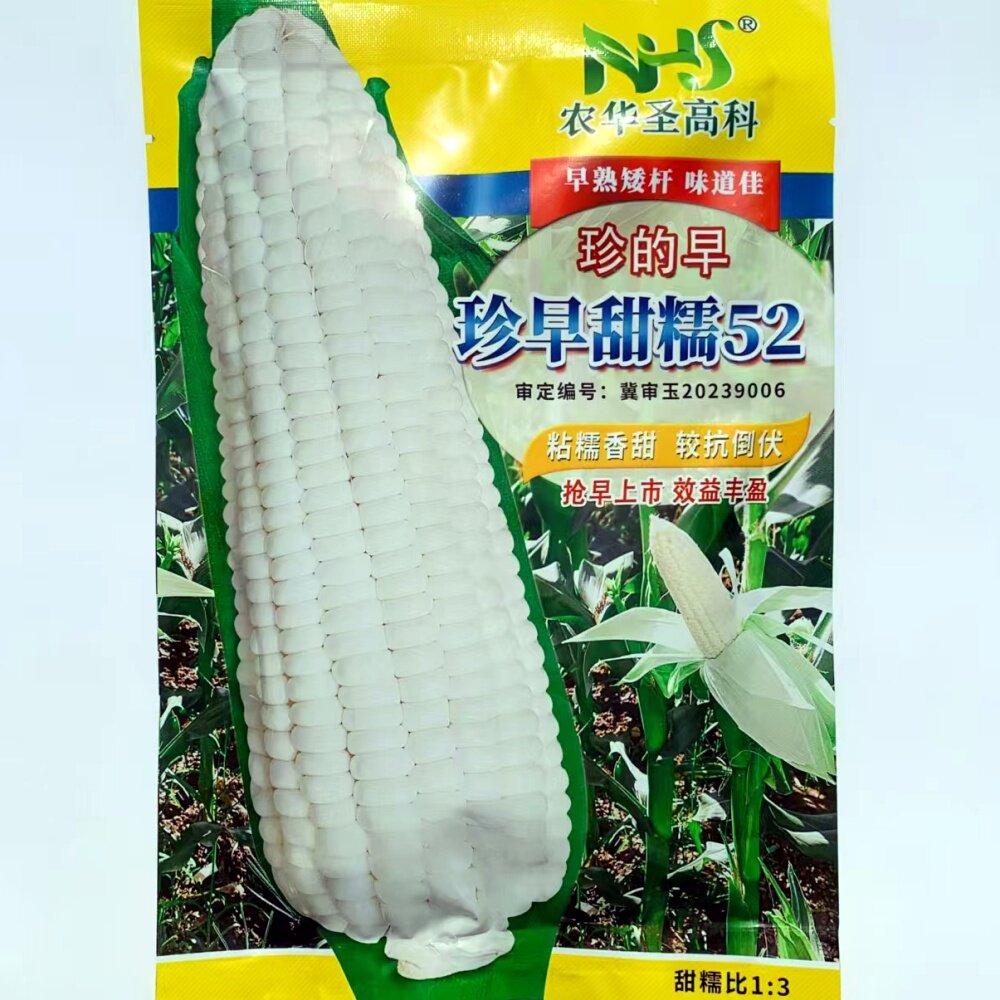 珍的早珍早甜糯52甜加糯玉米种子甜糯1比3白糯玉米种籽春夏季播种