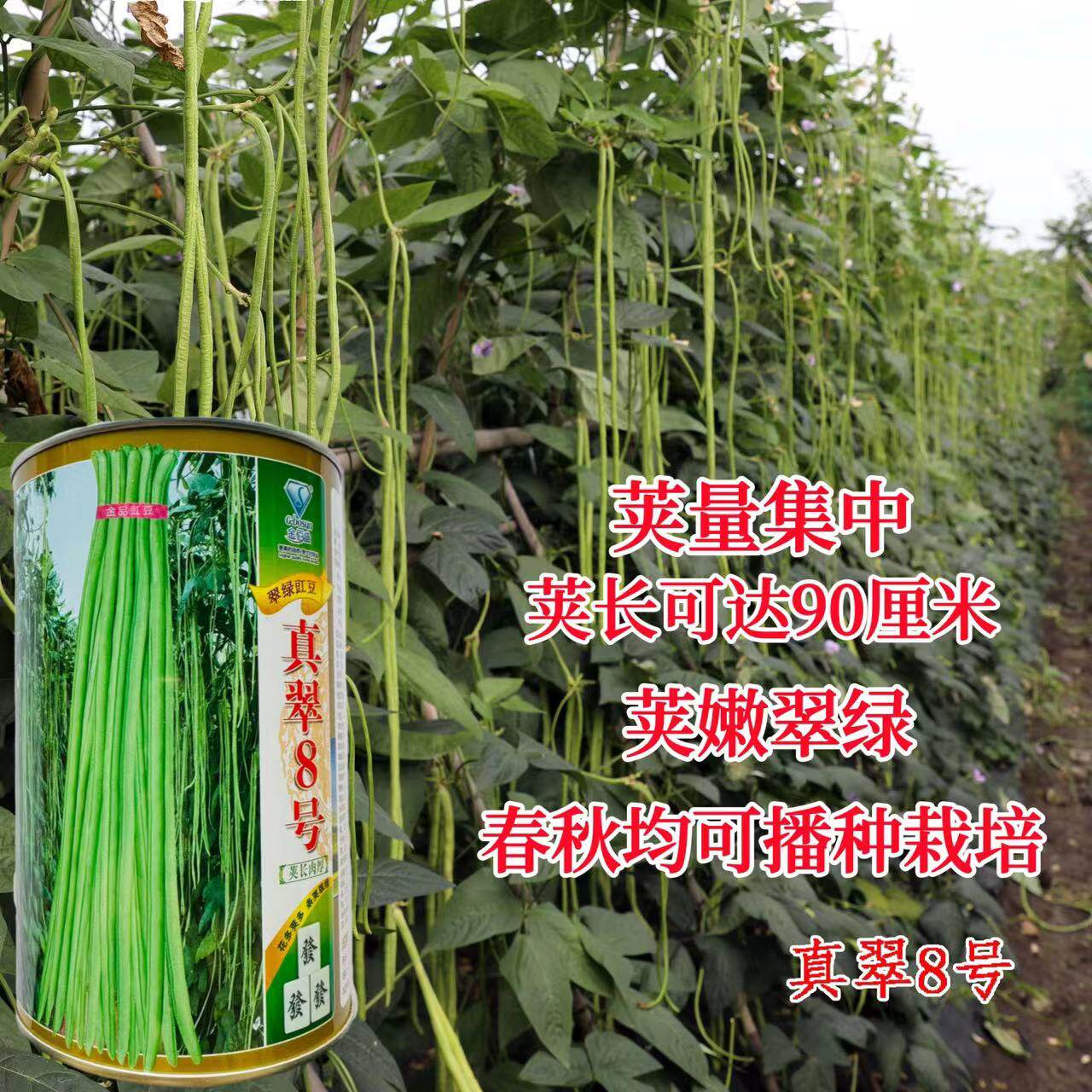 真翠8号豇豆种子真正翠绿长豆角种籽 高产耐热耐湿特长绿豆角种孑