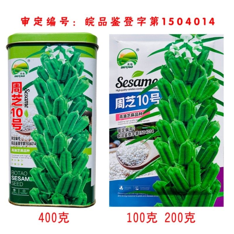 白芝麻种子审定品种周芝10号耐旱强抗病高产单杆矮脚白芝麻种籽孑