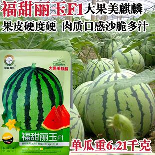 福甜丽玉 大果麒麟西瓜种子 沙甜红瓤大果高产抗病商品性佳 春播