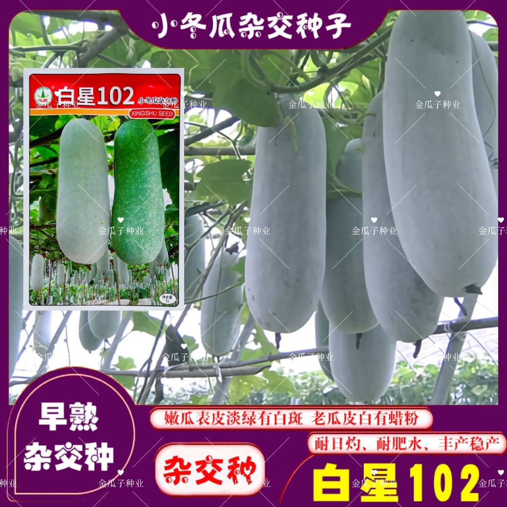 白星102小冬瓜种子籽 阳台庭院爬藤早熟一串铃冬瓜种子毛节瓜种孑