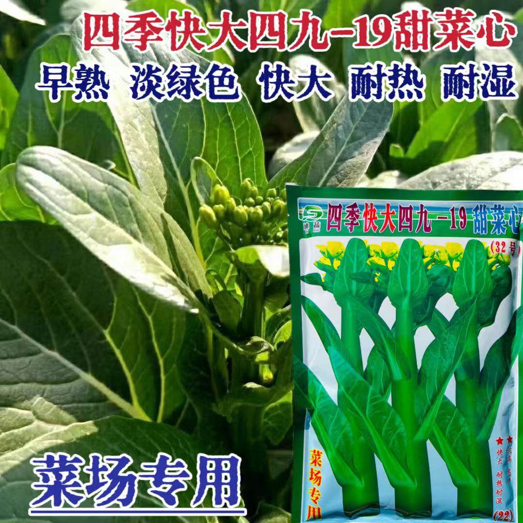四季快大四九-19甜菜心种子淡绿色快大早熟耐热耐湿甜菜心种子