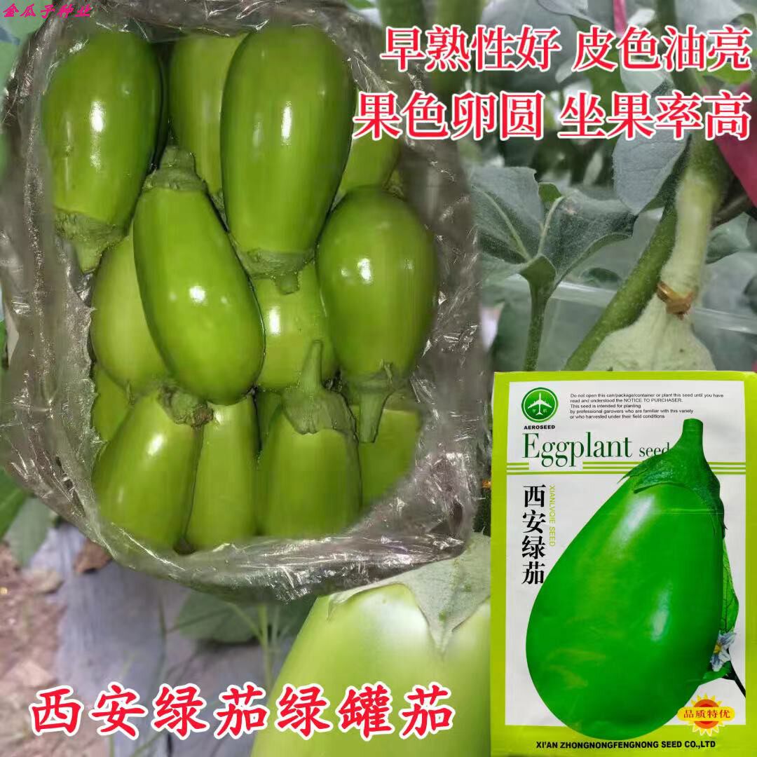 西安绿茄种子 春播早熟深绿光亮卵圆形茄子种抗病丰产味甜蔬菜籽
