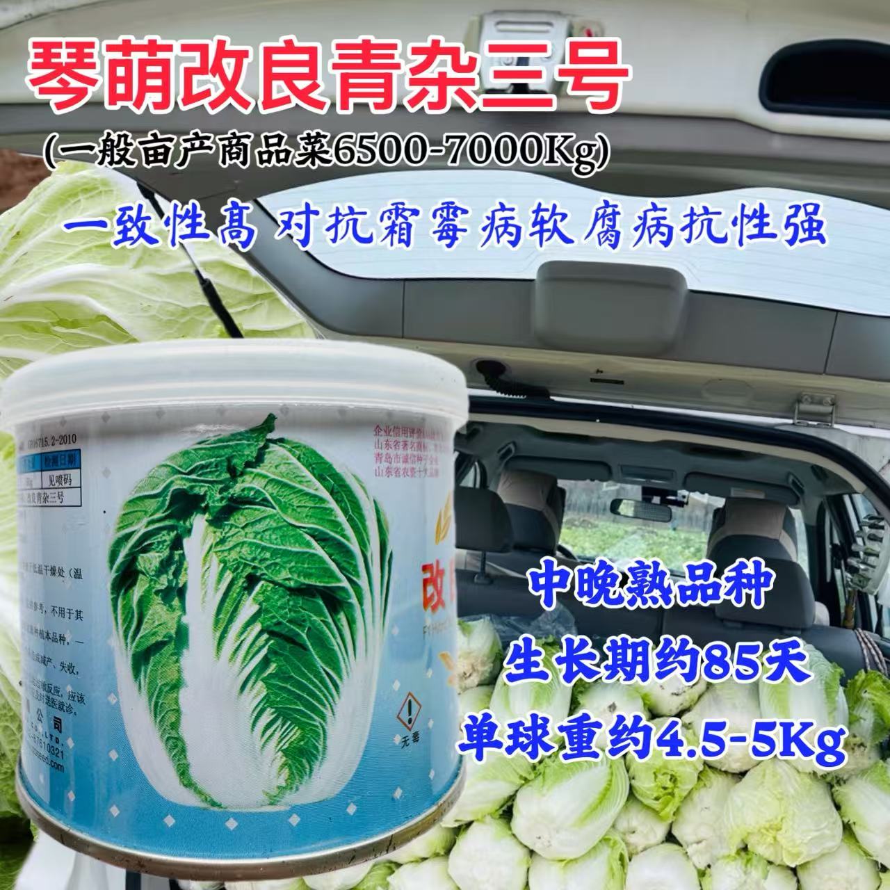 琴盟青杂三号改良白菜种子中晚熟耐寒耐储农家菜园基地大白菜种籽