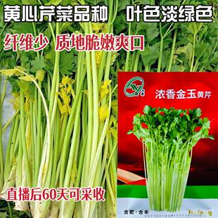合丰浓香金玉黄芹种子黄心芹菜种籽纤维少脆嫩爽口蔬菜种子芹菜籽