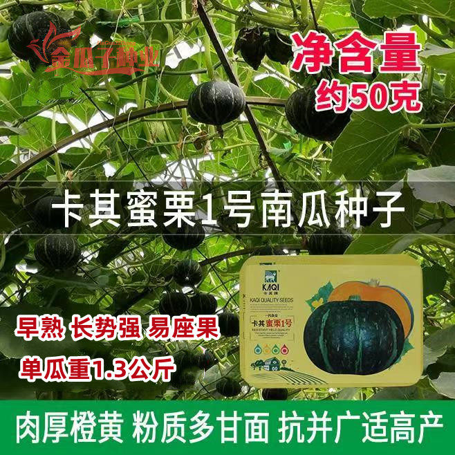 卡其蜜栗1号南瓜种子金丝板栗南瓜种籽口感甜面香甜细腻大田高产