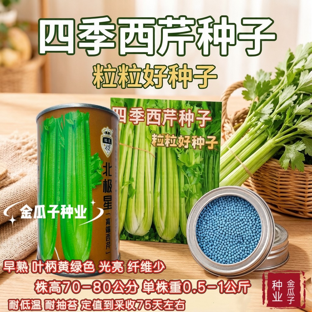 璐通北极星丸粒化西芹种子早熟芹菜种籽耐低温耐抽苔叶柄黄绿光亮