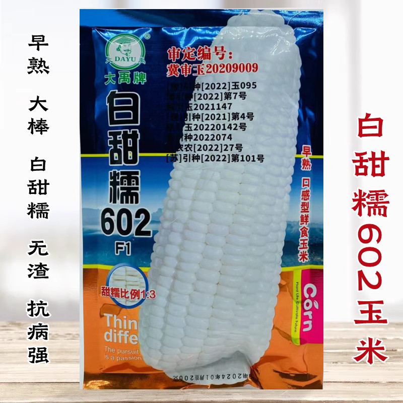 白甜糯602白甜糯玉米高产抗倒病