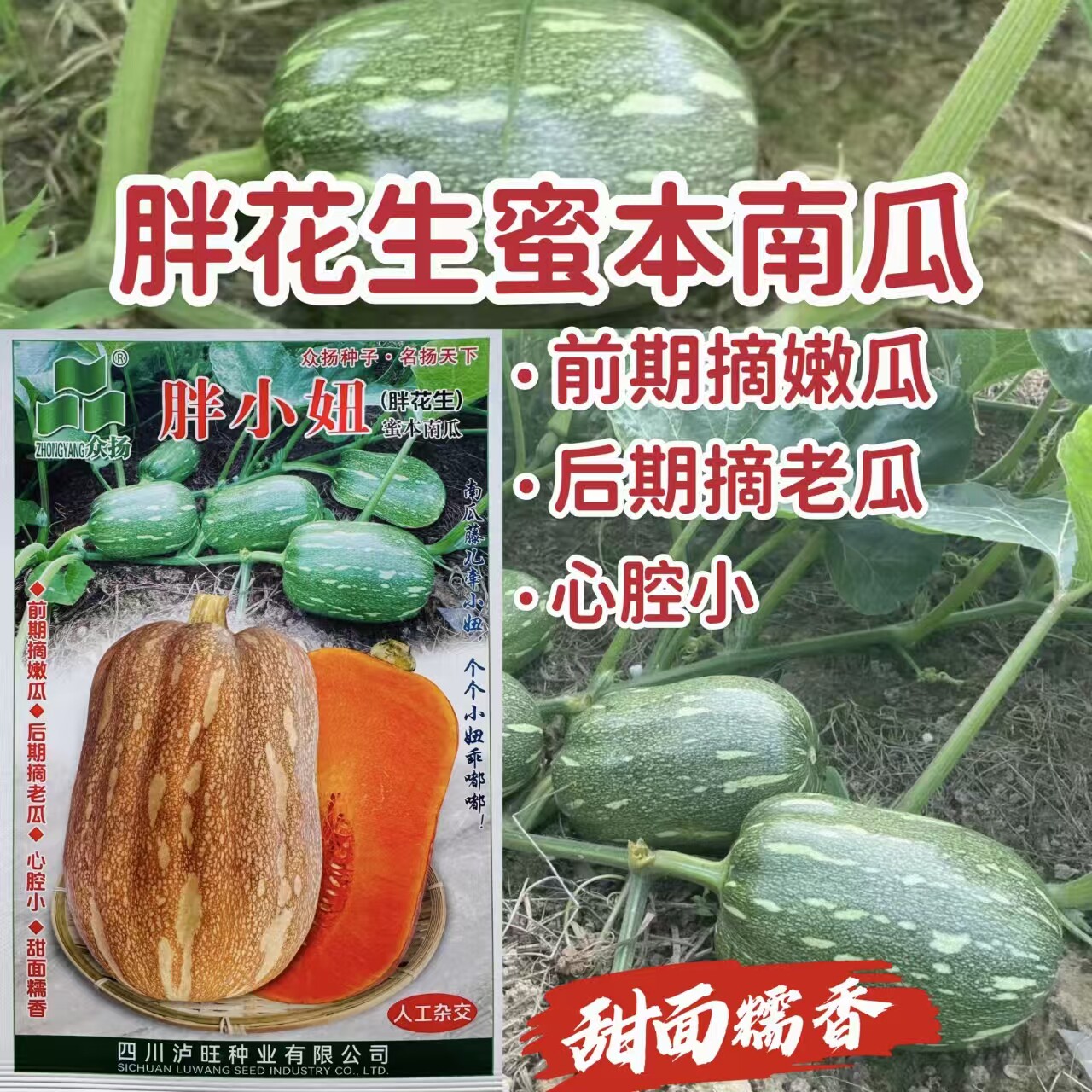 胖小妞南瓜种子 春早熟胖花生蜜本小南瓜籽甜面香糯抗白粉霜霉病