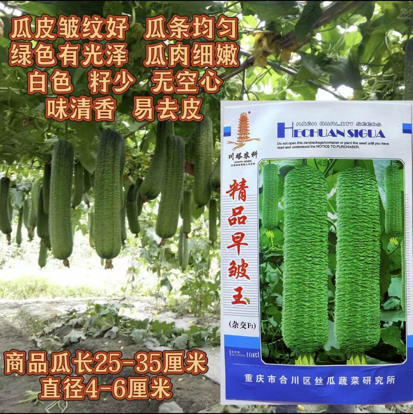 精品早皱王皱皮丝瓜种子早熟杂交肉白细嫩籽少无空心味清香春秋播