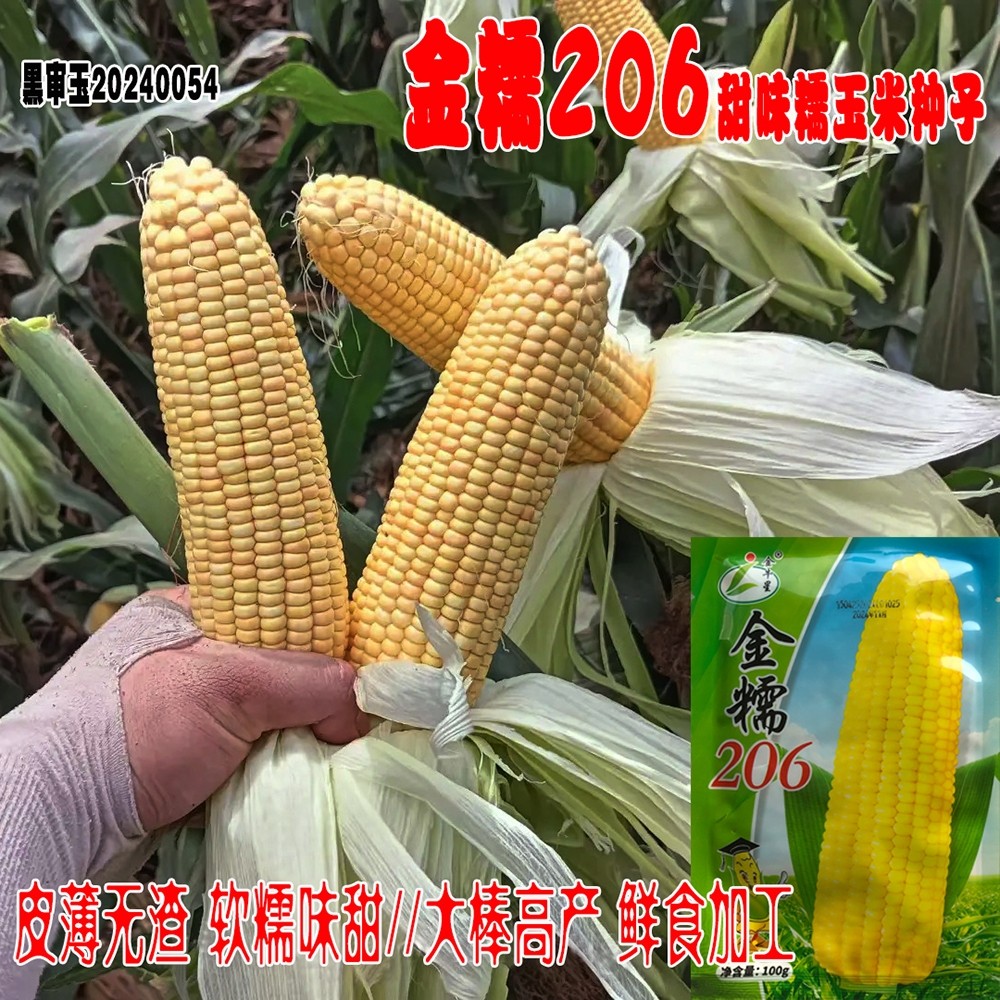 金糯206玉米种子黄糯玉米种子皮薄甜度高粘玉米种子东北黄糯玉米