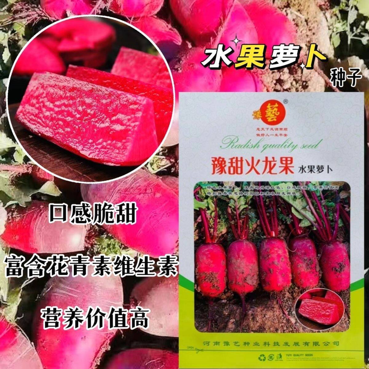 豫甜火龙果水果萝卜种子粉甜脆爽水果萝卜种籽大田基地春秋季播种