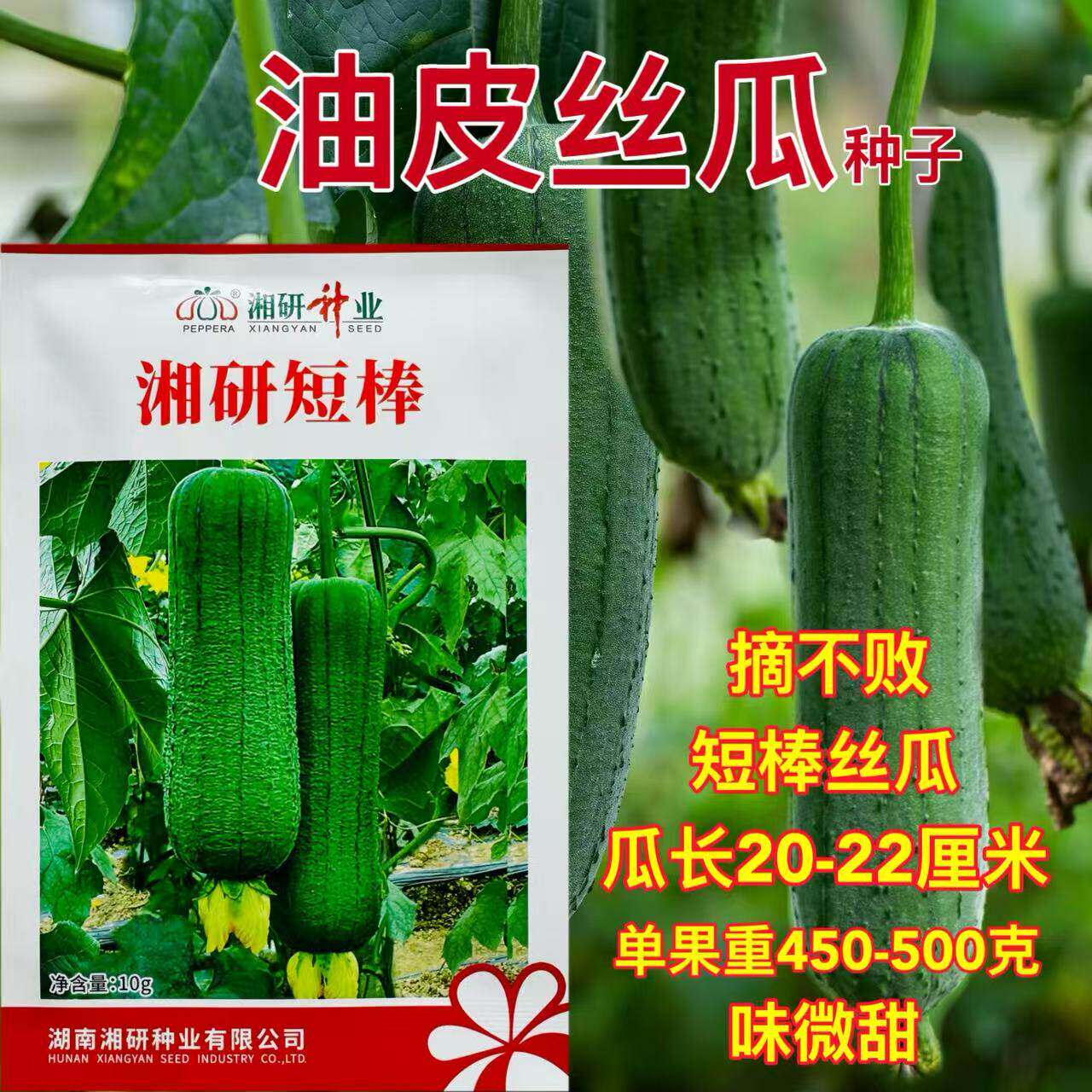 湘研短棒丝瓜种子春夏播青绿色节间短耐低温耐热抗病顺直蔬菜籽