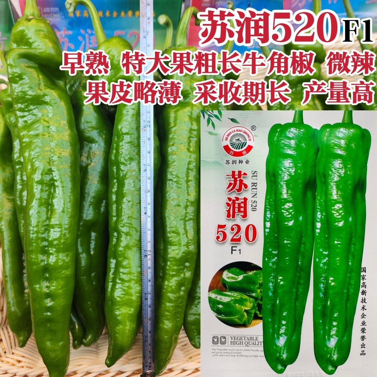 苏润520早熟高产特大果牛角椒种子辣椒种子特大青椒种籽微辣抗病