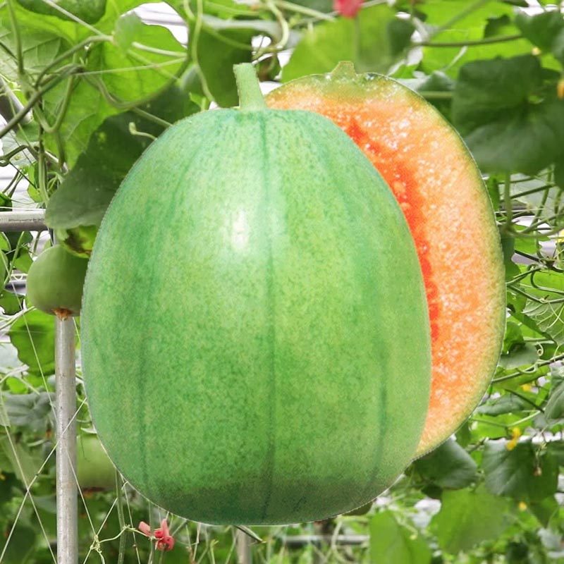 甜瓜种子芝麻酥薄皮高糖毛瓜香瓜籽春秋四季播庭院盆栽阳台蔬果孑