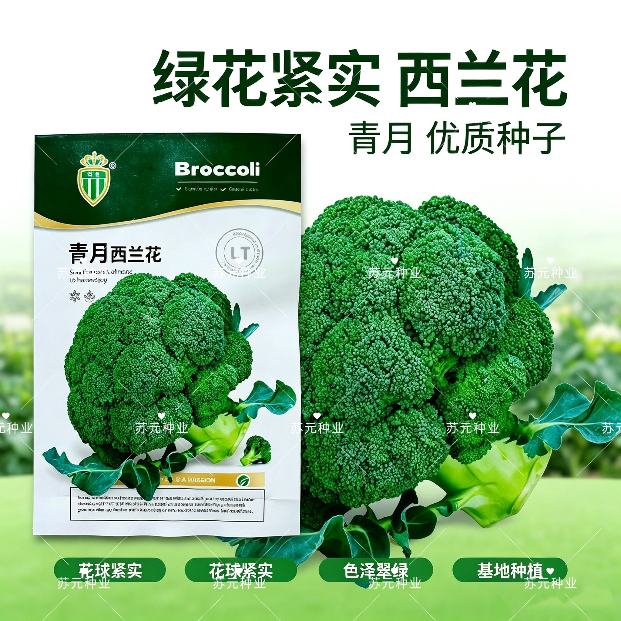 璐通青月西兰花种子花球高圆花蕾细密颜色深绿西蓝花种子秋季种植