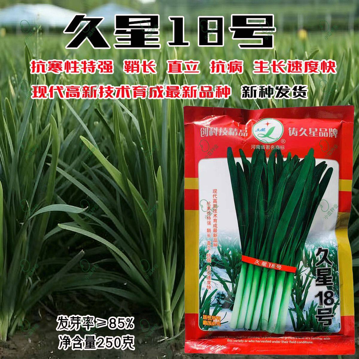 久星18号韭菜种子高产优选四季种植不休眠韭菜籽抗病健壮高产易种