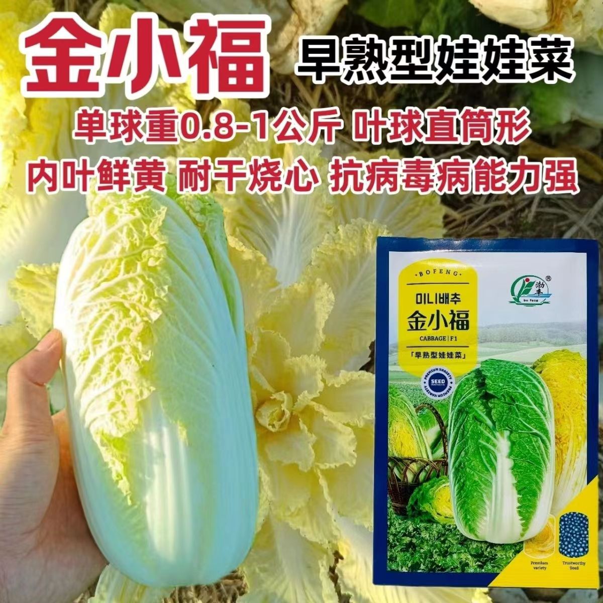 金小福娃娃菜种籽高产抗病耐贮