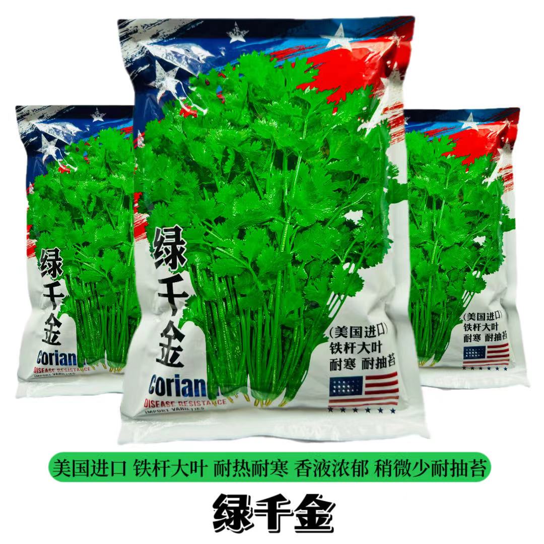 绿千金铁杆大叶香菜种子耐寒耐热耐抽苔抗病纤维少香味浓四季种植