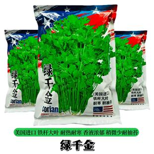 绿千金铁杆大叶香菜种子耐寒耐热耐抽苔抗病纤维少香味浓四季种植