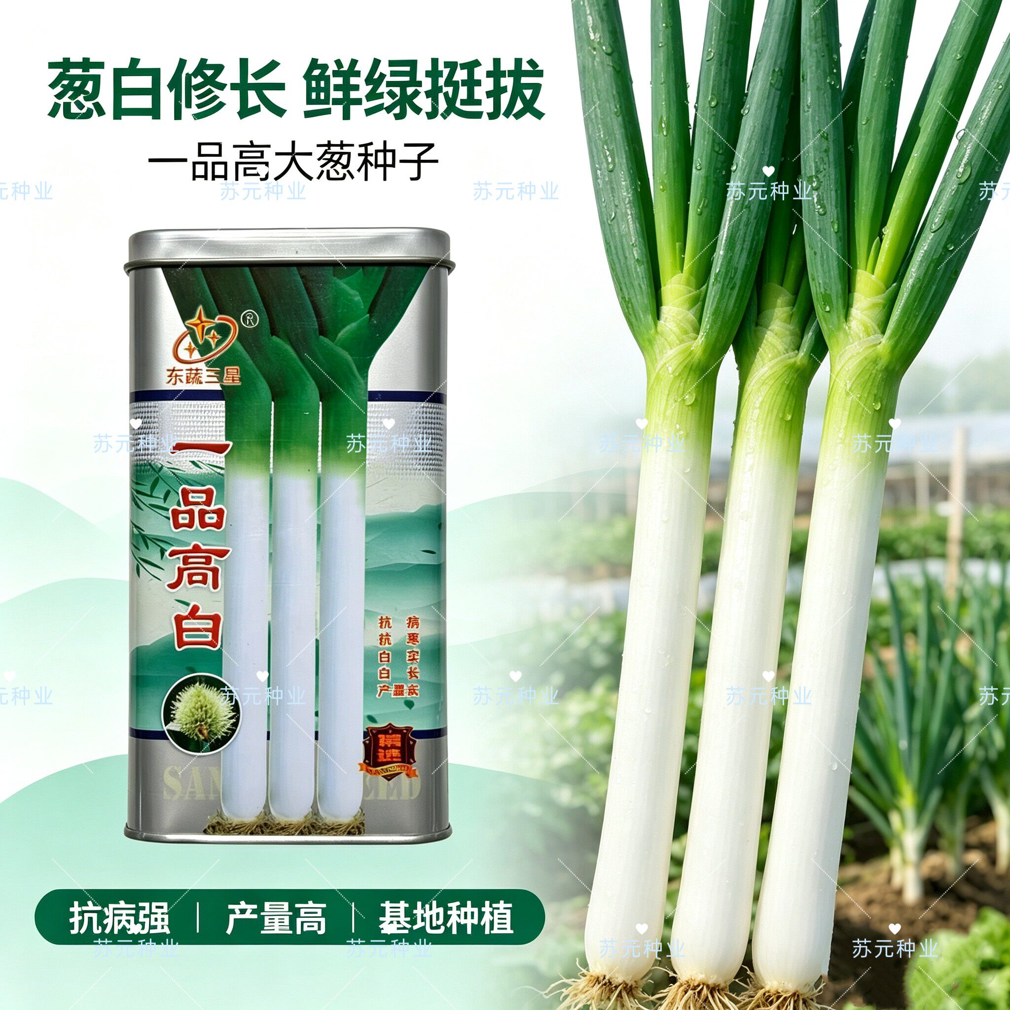 一品高白章丘大葱种子抗病抗寒葱白长实产量高根系发达抗倒伏耐肥
