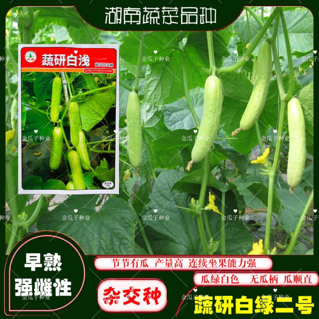 蔬研白浅黄瓜种子早熟强雌高产黄瓜种籽无瓜把圆筒形瓜浅绿白油亮