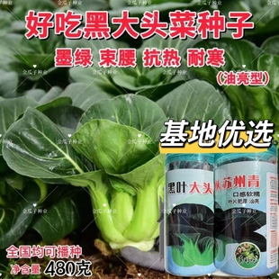 黑叶大头苏州青种子口感软糯叶片肥厚高产油菜籽种小青菜四季蔬菜