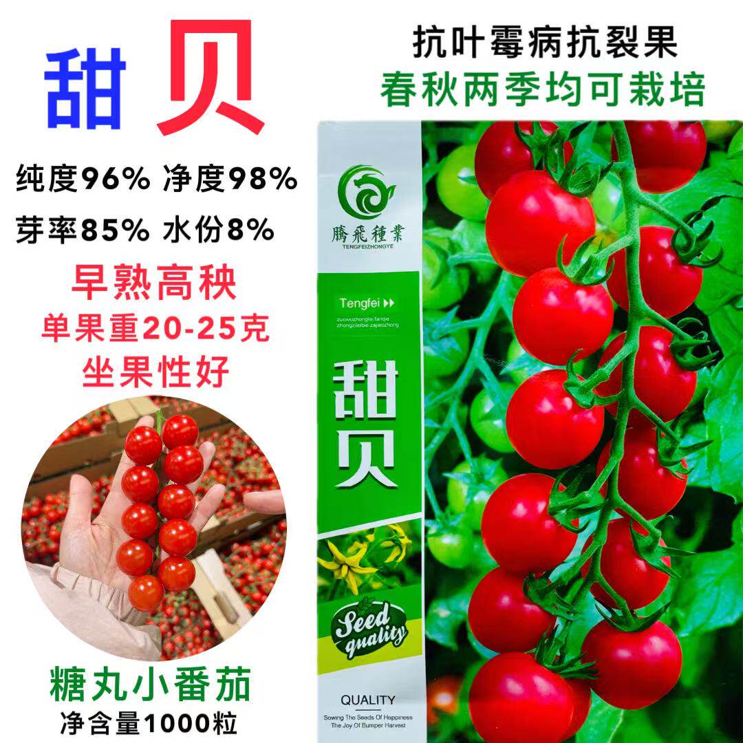 甜贝番茄种子春秋两季均可栽培果实圆形粉果小番茄早熟高秧1000粒