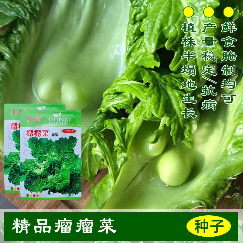 大肉包心芥菜高产口感好