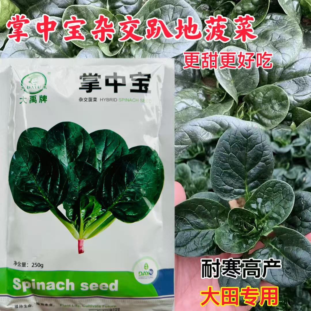 大禹牌掌中宝娃娃菠菜种子趴地菠菜大圆叶波菜籽四季蔬菜种孑耐寒