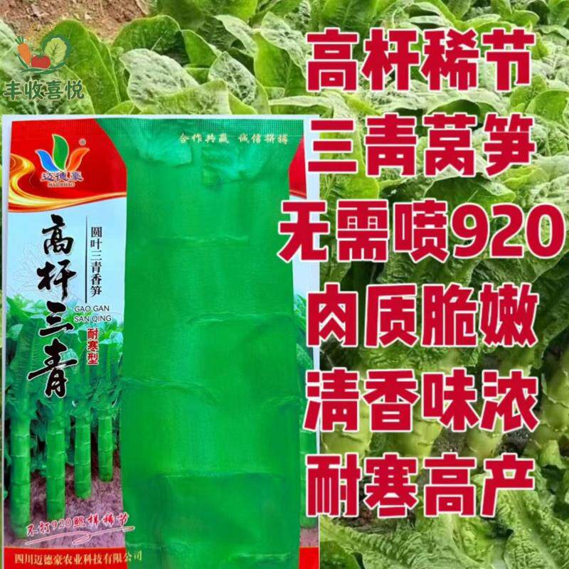 迈德豪高杆三青莴笋皮色深绿叶色深绿色肉色青耐寒莴笋种子