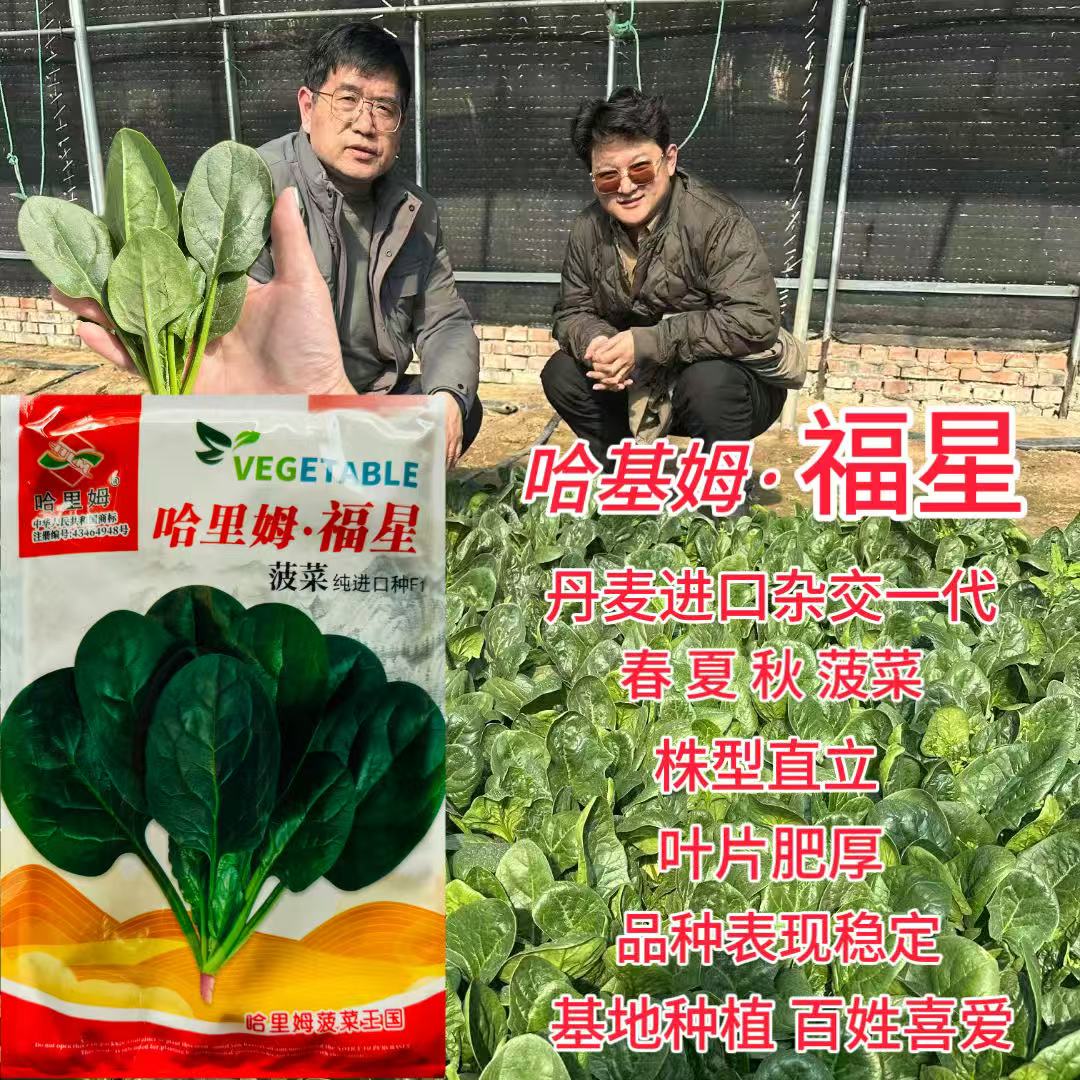 哈里姆福星进口菠菜种子杂交一代中早熟抗病耐热耐寒半圆叶菠菜籽